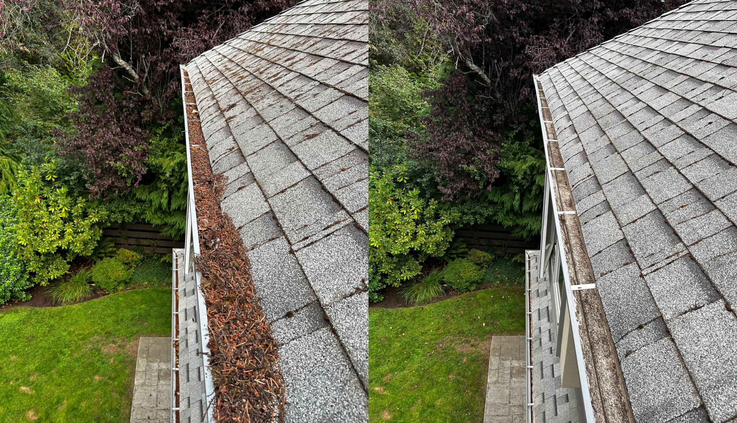 moss removal in victoria